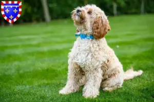 Lire la suite à propos de l’article Éleveurs de Cockapoo et chiots en Centre-Val de Loire