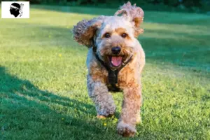 Lire la suite à propos de l’article Éleveurs de Cockapoo et chiots en Corse