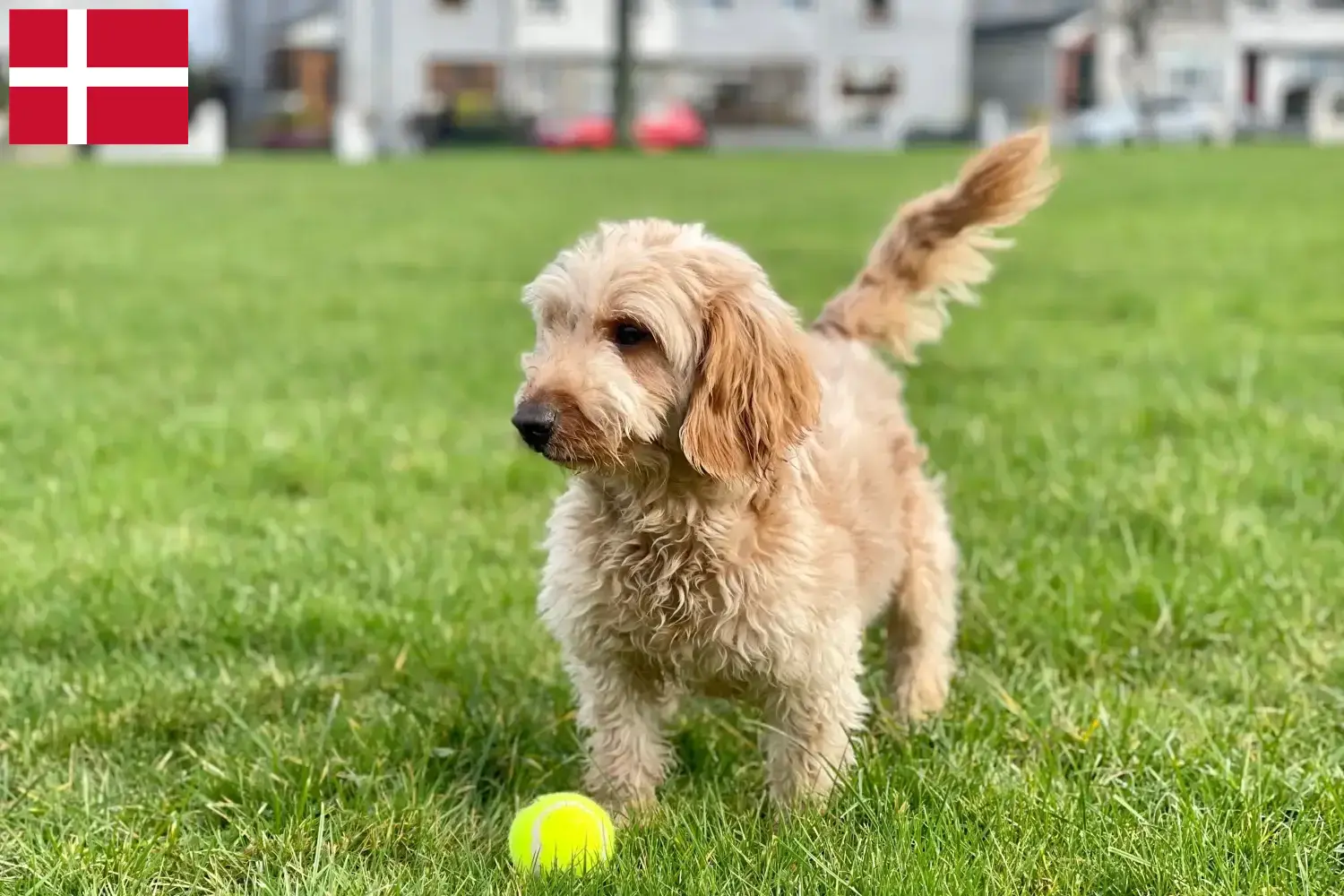 Cockapoo chiots et éleveurs Danemark Ici tu trouves des éleveurs de cockapoos au Danemark.