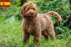 Lire la suite à propos de l’article Éleveurs de Cockapoo et chiots en Espagne