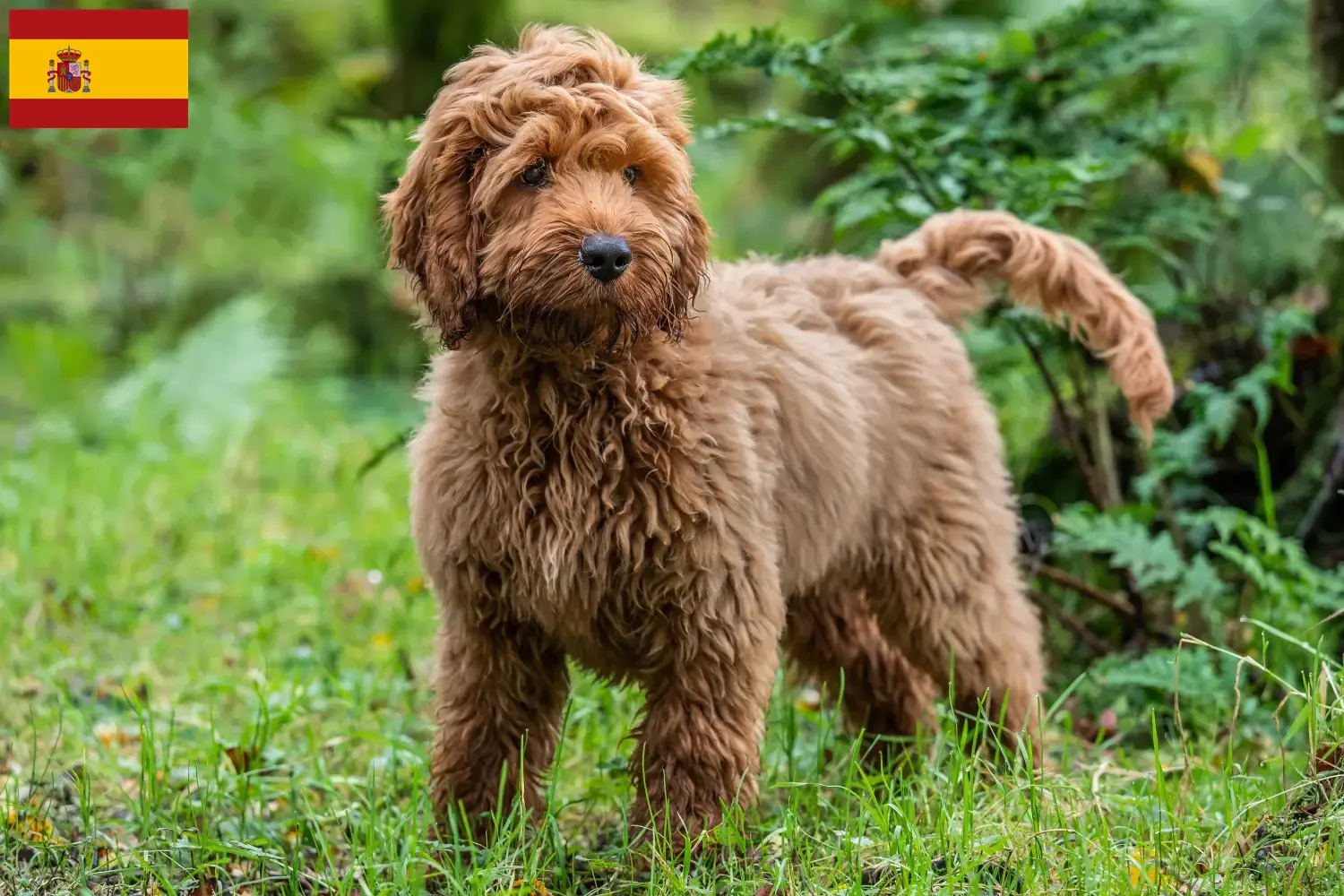 Cockapoo chiots et éleveurs Espagne Ici tu trouves des éleveurs de cockapoos en Espagne.