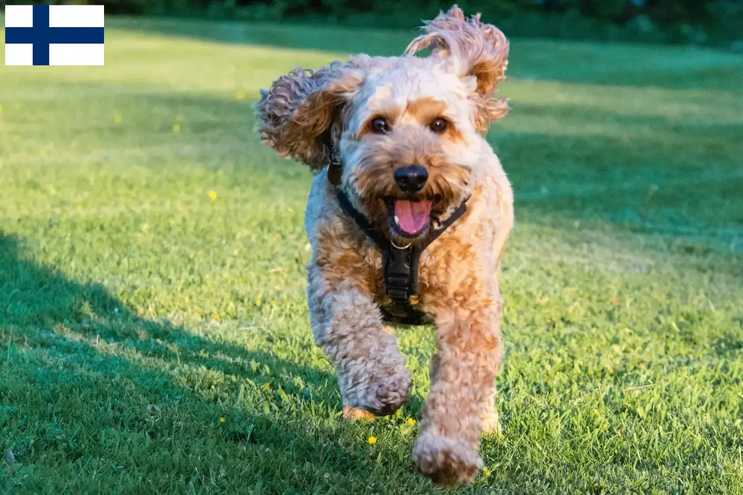 Cockapoo chiots et éleveurs Finlande Ici tu trouves des éleveurs de cockapoos en Finlande.