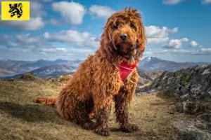 Lire la suite à propos de l’article Éleveurs de Cockapoo et chiots en Flandre