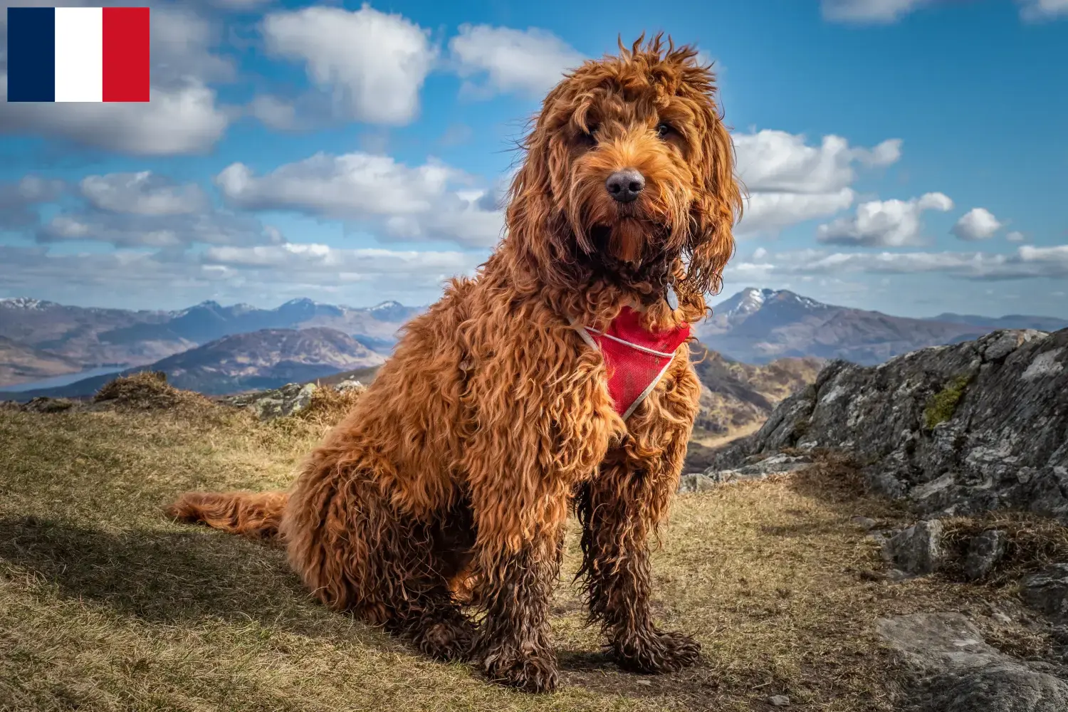 Cockapoo chiots et éleveurs France Ici, tu trouveras des éleveurs de cockapoos en France.