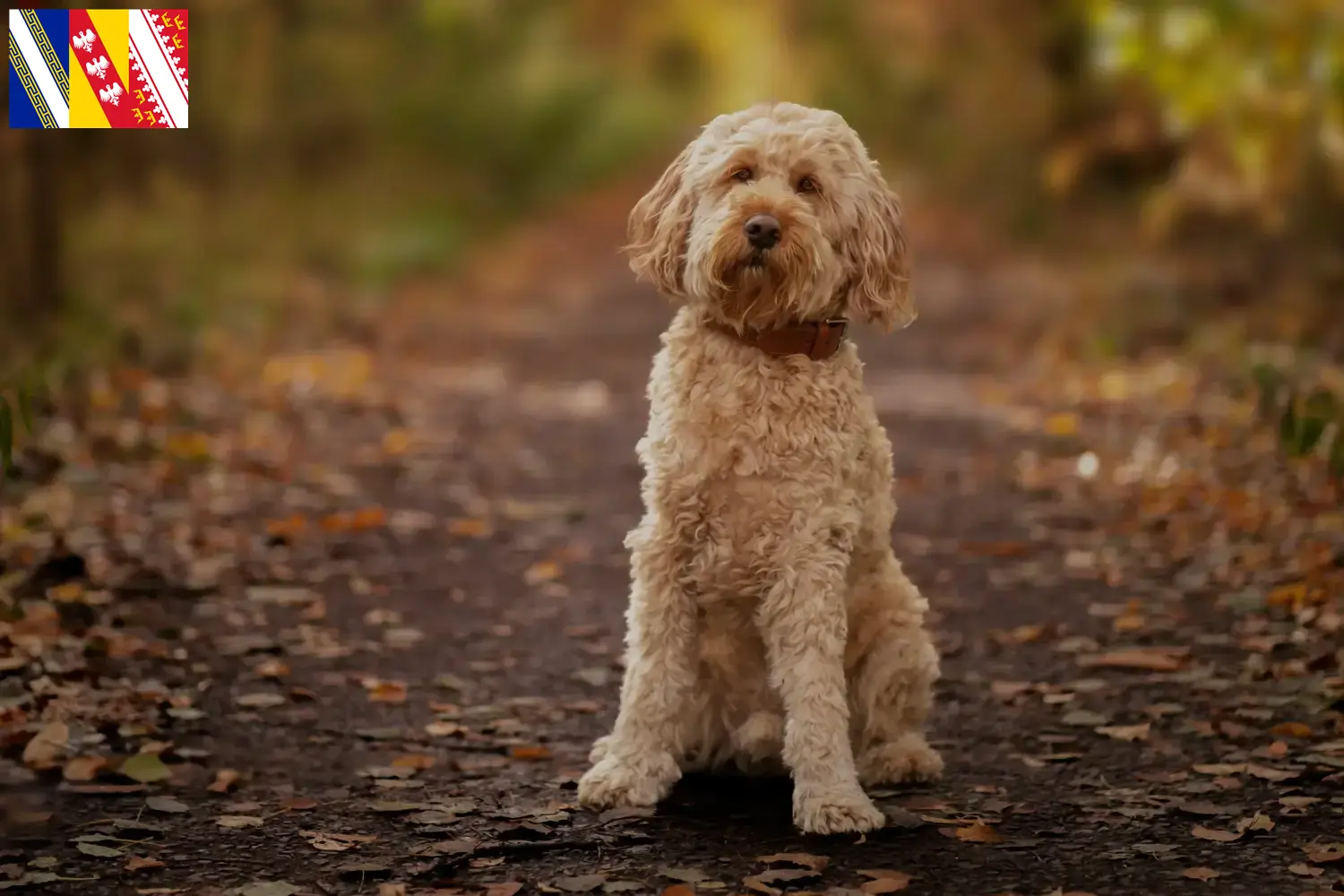 Cockapoo chiots et éleveurs Grand Est Ici tu trouves des éleveurs de cockapoos en Grand Est.