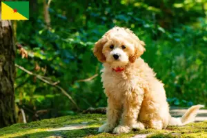 Lire la suite à propos de l’article Éleveurs de Cockapoo et chiots en Guyane française