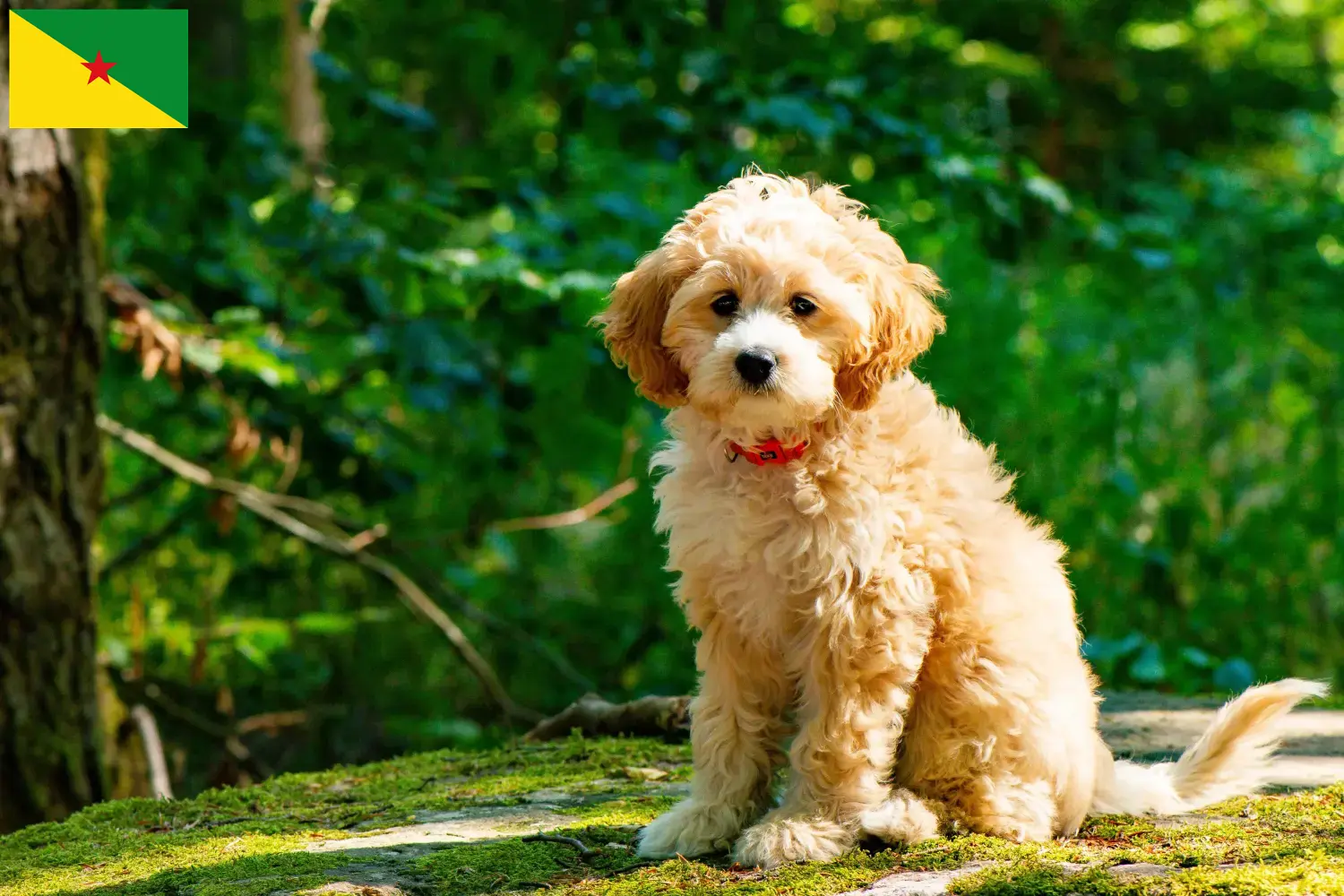 Cockapoo chiots et éleveurs Guyane française Ici tu trouves des éleveurs de cockapoos en Guyane française.