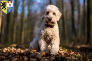 Lire la suite à propos de l’article Éleveurs de Cockapoo et chiots en Hauts-de-France