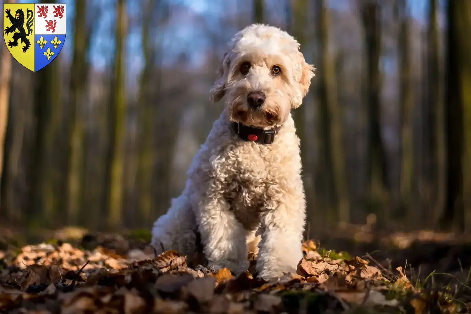 Cockapoo chiots et éleveurs Hauts-de-France Ici tu trouves des éleveurs de cockapoos en Hauts-de-France.