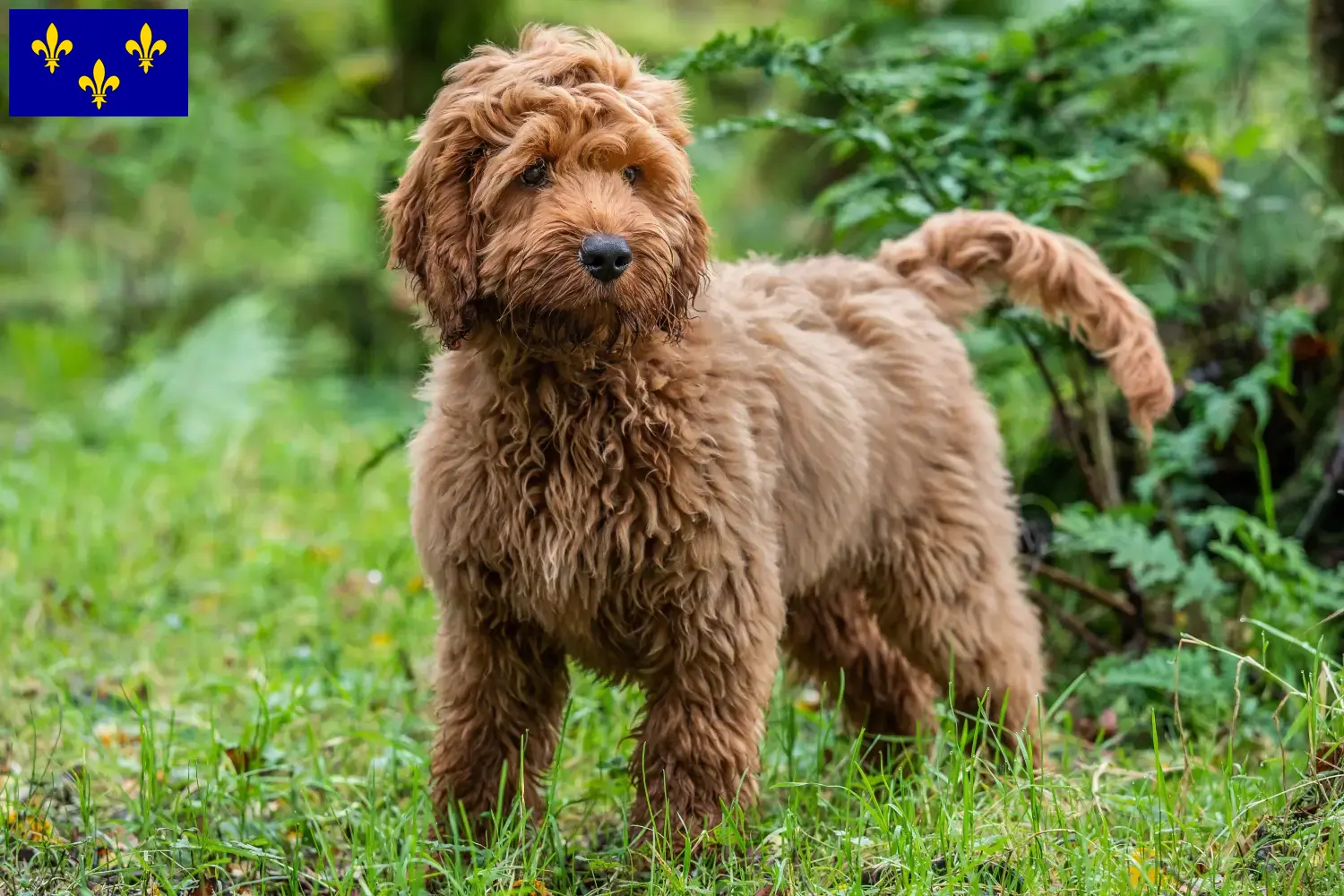 Cockapoo chiots et éleveurs Île-de-France Ici tu trouves des éleveurs de cockapoos en Île-de-France.