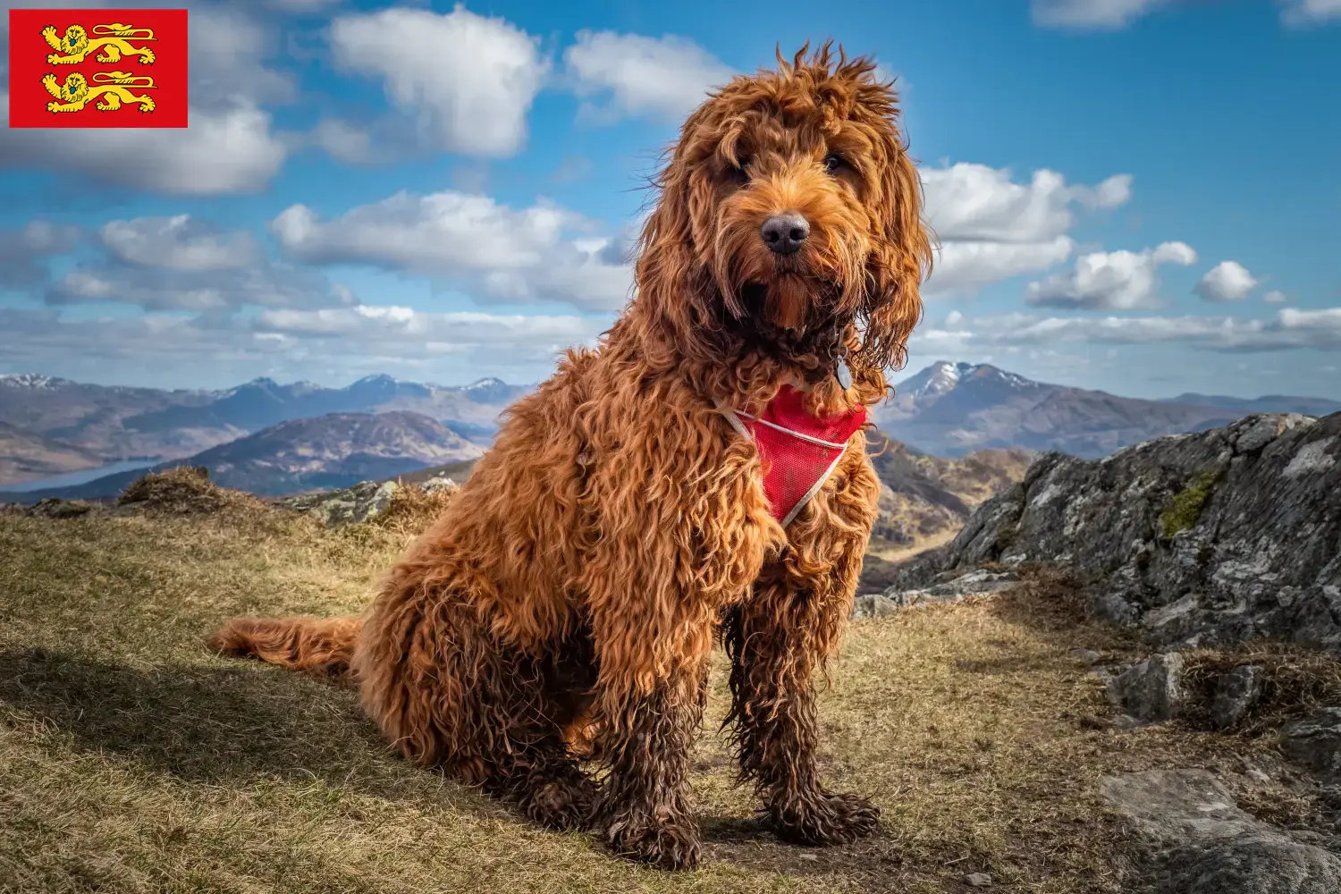 Cockapoo chiots et éleveurs Normandie Ici, tu trouveras des éleveurs de cockapoos en Normandie.