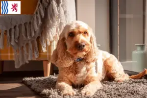 Lire la suite à propos de l’article Éleveurs de Cockapoo et chiots en Nouvelle-Aquitaine