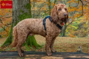 Lire la suite à propos de l’article Éleveurs de Cockapoo et chiots en Occitanie