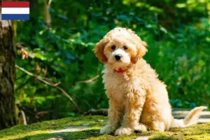 Lire la suite à propos de l’article Éleveurs de Cockapoo et chiots aux Pays-Bas