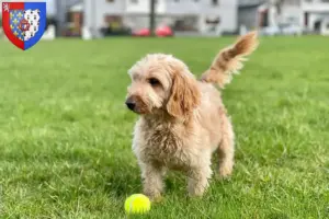 Lire la suite à propos de l’article Éleveurs de Cockapoo et chiots en Pays de la Loire