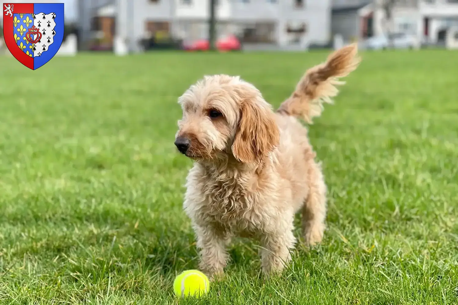 Cockapoo chiots et éleveurs Pays de la Loire Ici tu trouves des éleveurs de cockapoos en Pays de la Loire.