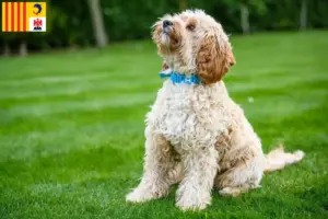 Lire la suite à propos de l’article Éleveurs de Cockapoo et chiots en Provence-Alpes-Côte d’Azur