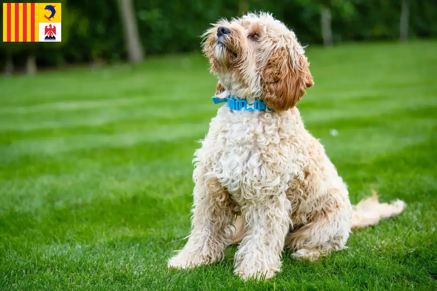 Cockapoo chiots et éleveurs Provence-Alpes-Côte d'Azur Ici tu trouves des éleveurs de cockapoos en Provence-Alpes-Côte d'Azur.
