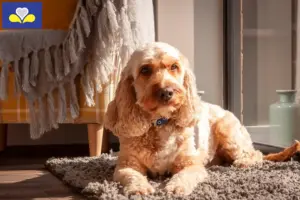 Lire la suite à propos de l’article Éleveurs de Cockapoo et chiots en Région de Bruxelles-Capitale