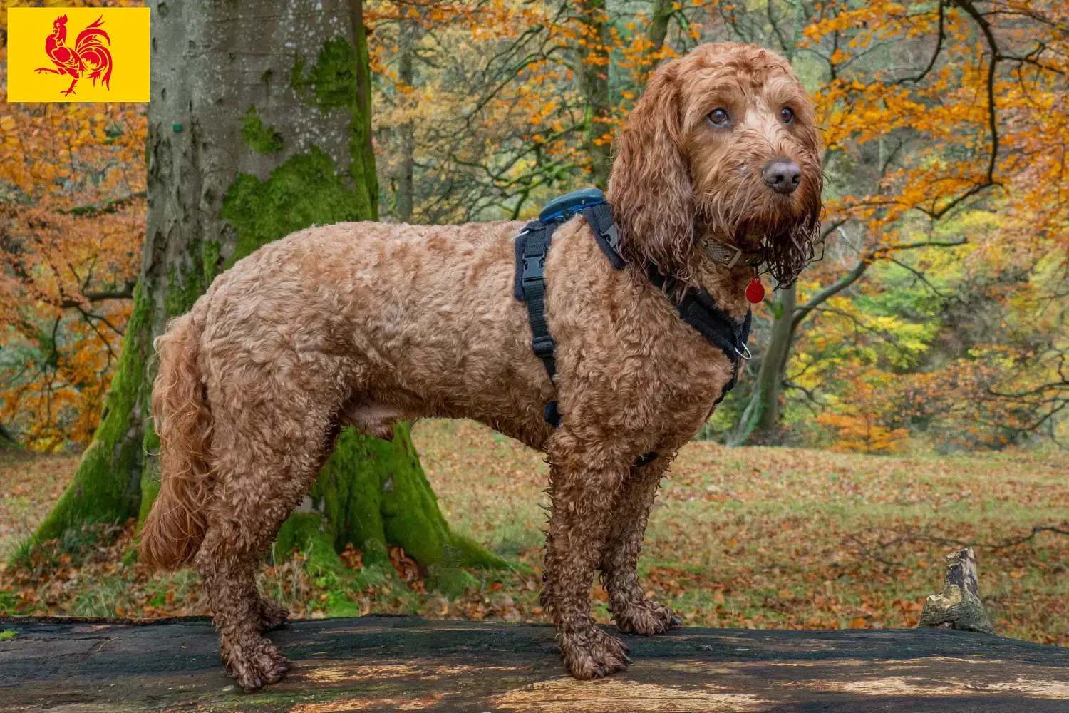Cockapoo chiots et éleveurs Région wallonne Ici vous trouverez des éleveurs de cockapoos en Région Wallonne.