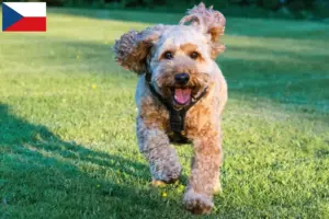 Lire la suite à propos de l’article Éleveurs de Cockapoo et chiots en République tchèque