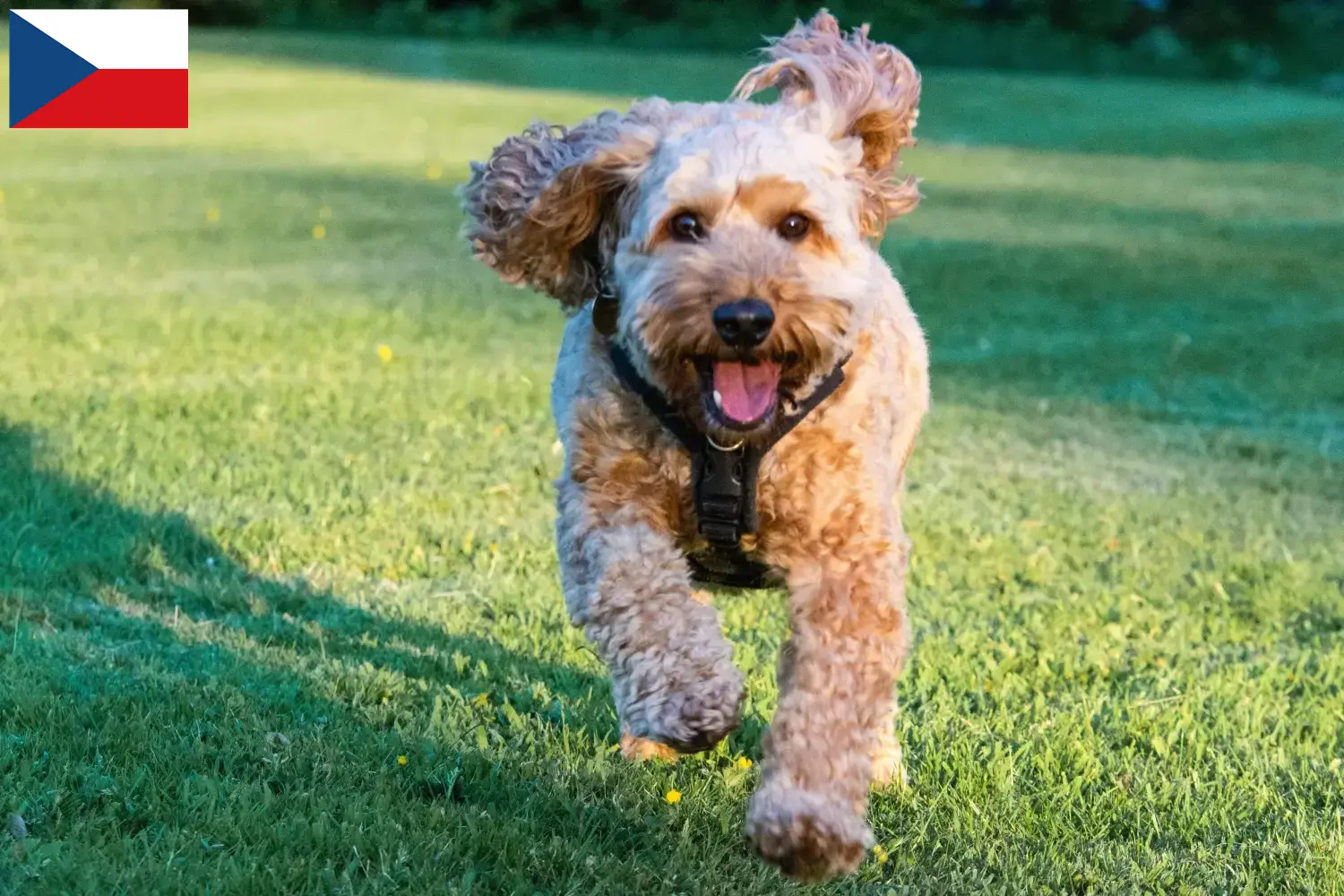 Cockapoo chiots et éleveurs République tchèque Ici, tu trouveras des éleveurs de cockapoos en République tchèque.