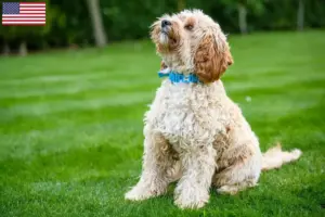 Lire la suite à propos de l’article Éleveurs de Cockapoo et chiots aux États-Unis