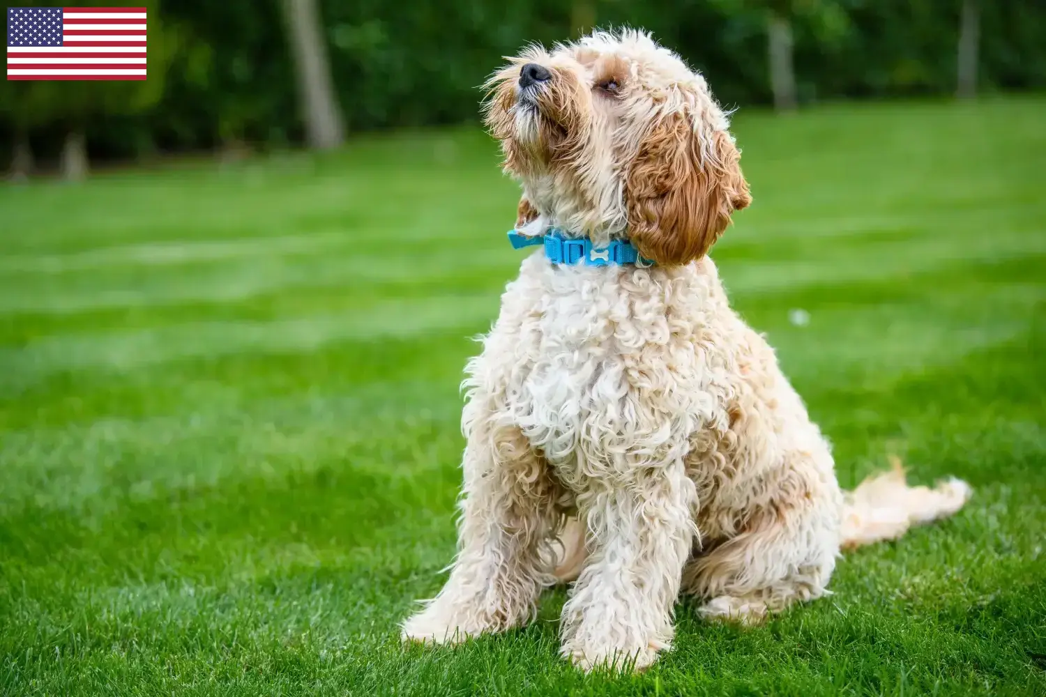Cockapoo chiots et éleveurs USA Ici, tu trouveras des éleveurs de cockapoos aux Etats-Unis.