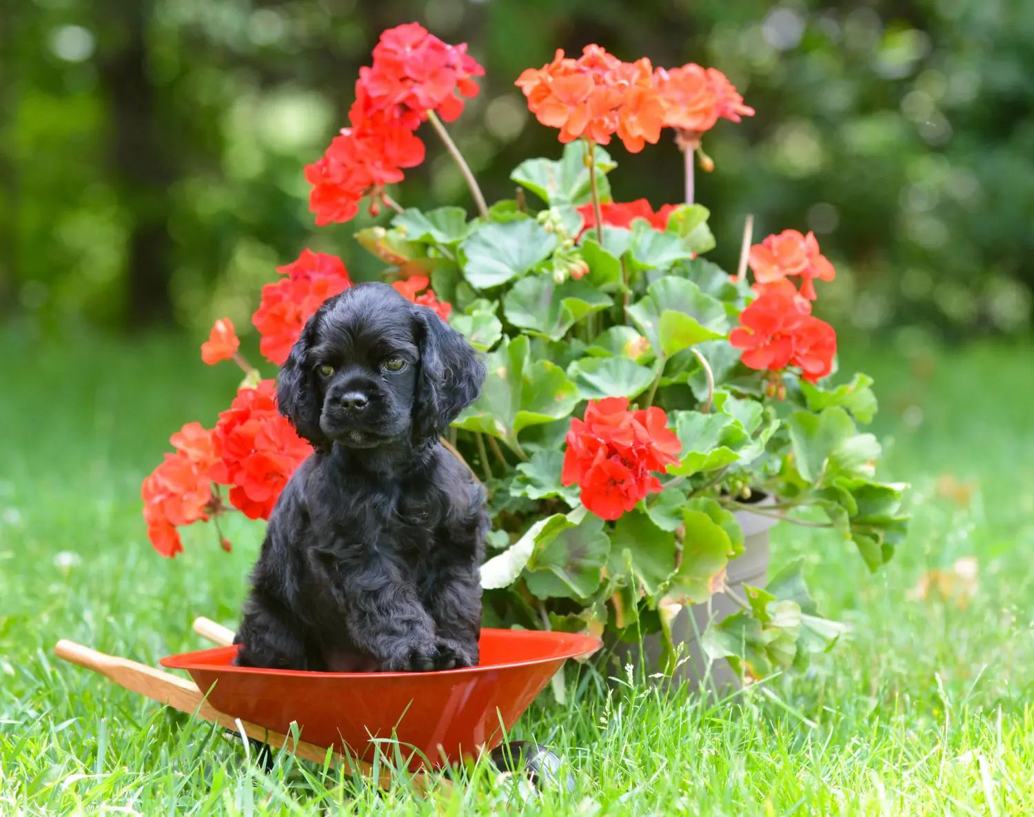 Acheter un chiot American Water Spaniel, c'est prendre ses responsabilités ! Acheter des chiots Cocker américain.