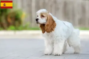 Lire la suite à propos de l’article Éleveurs de Cockers américains et chiots en Espagne