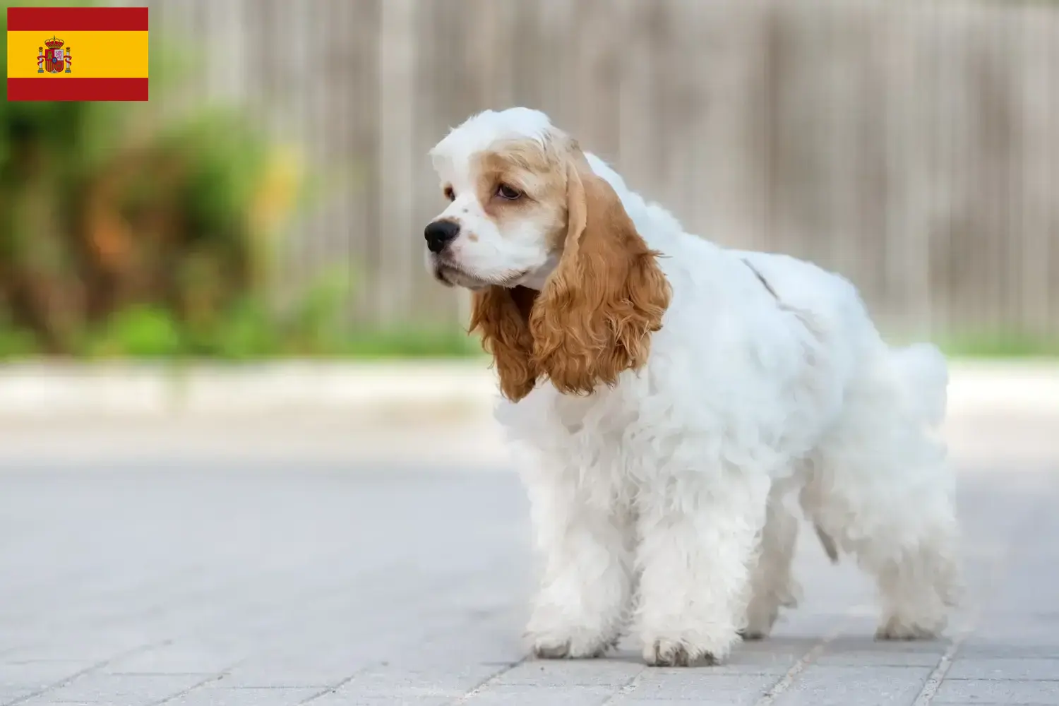 Cocker américain chiots et éleveurs Espagne Ici, tu trouveras des éleveurs de Cockers américains en Espagne.