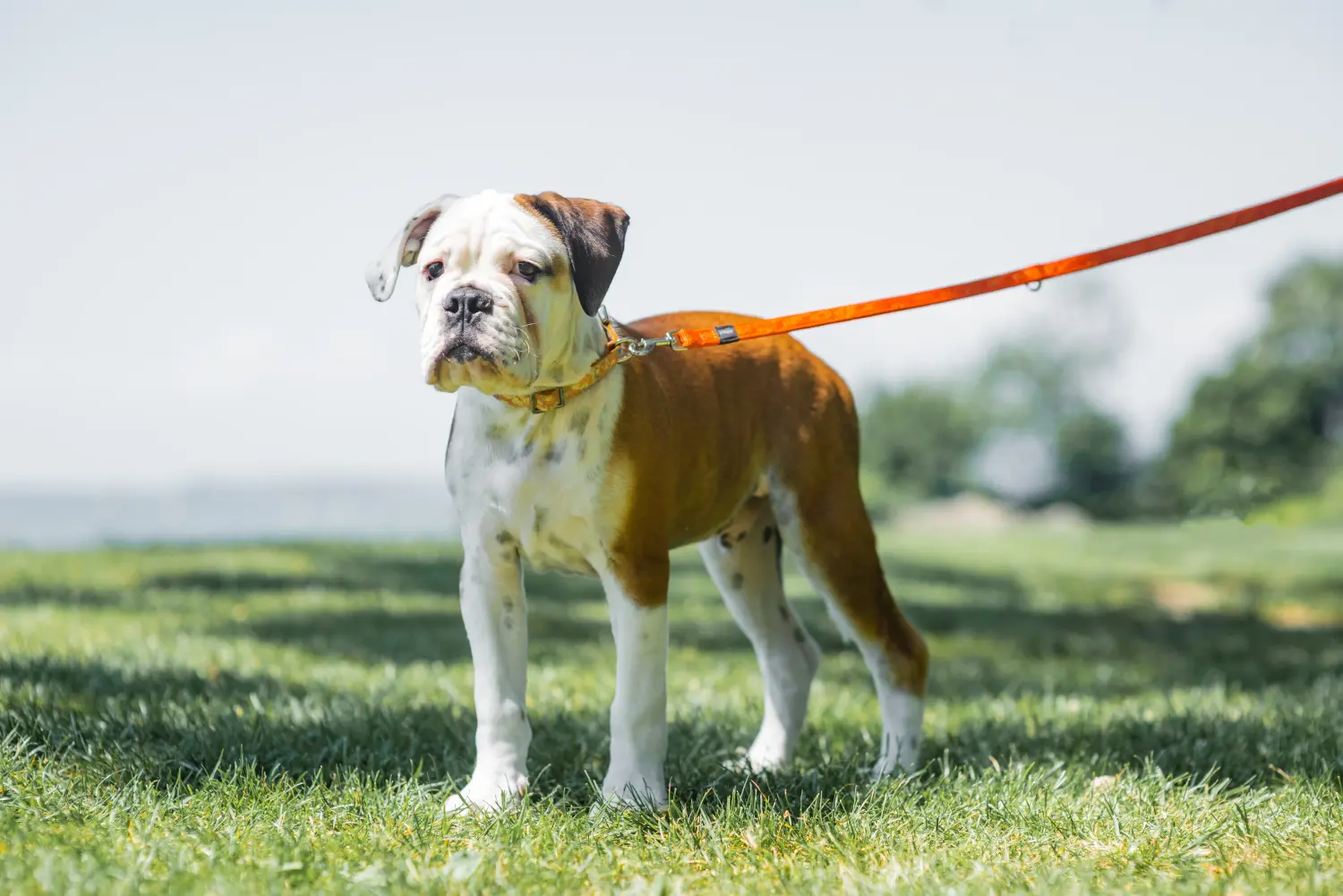 Acheter un chiot Continental Bulldog, c'est prendre ses responsabilités ! Acheter des chiots Continental Bulldog.