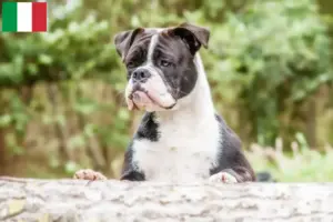 Lire la suite à propos de l’article Éleveurs de Continental Bulldogs et chiots en Italie