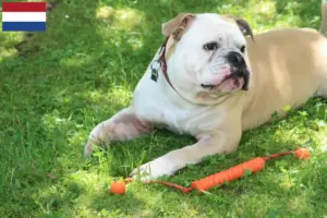 Lire la suite à propos de l’article Éleveurs de Continental Bulldogs et chiots aux Pays-Bas