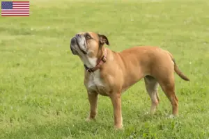 Lire la suite à propos de l’article Éleveurs de Continental Bulldogs et chiots aux États-Unis