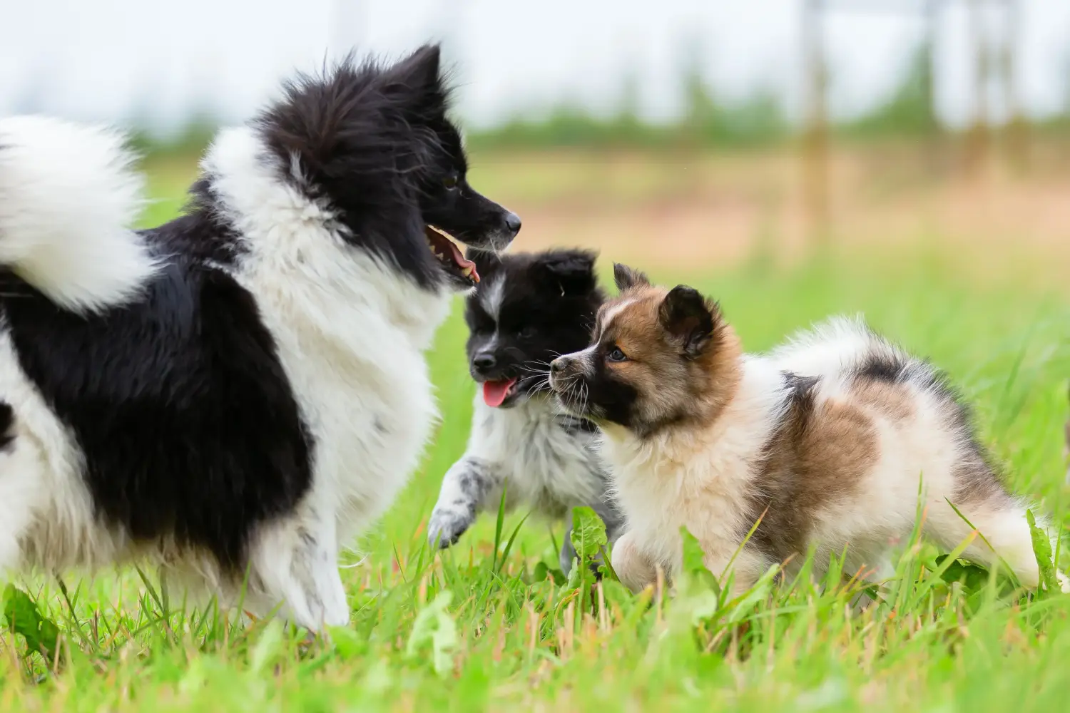 Acheter un chiot Elo, c'est prendre ses responsabilités ! Acheter des chiots Elo.