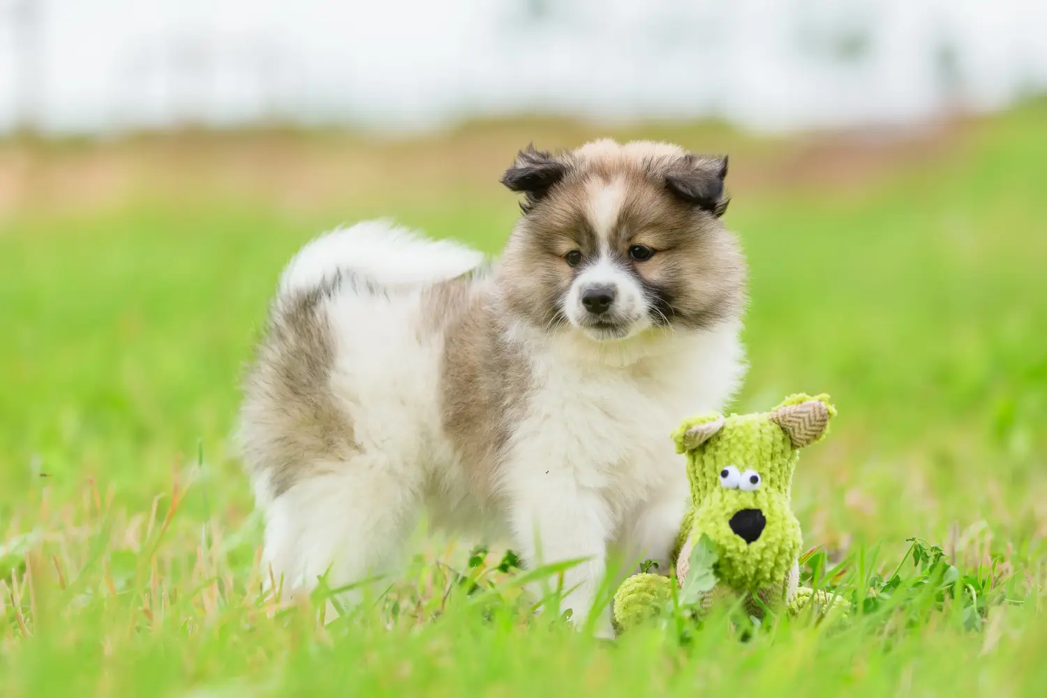 Acheter un chiot Elo, c'est prendre ses responsabilités ! Acheter des chiots Elo.