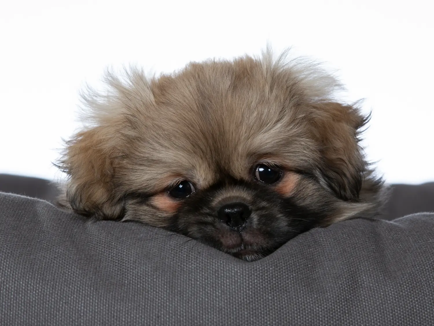 Acheter un chiot épagneul du Tibet, c'est prendre ses responsabilités ! Acheter un chiot épagneul du Tibet.