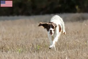 Lire la suite à propos de l’article Épagneul français Éleveurs et chiots aux États-Unis
