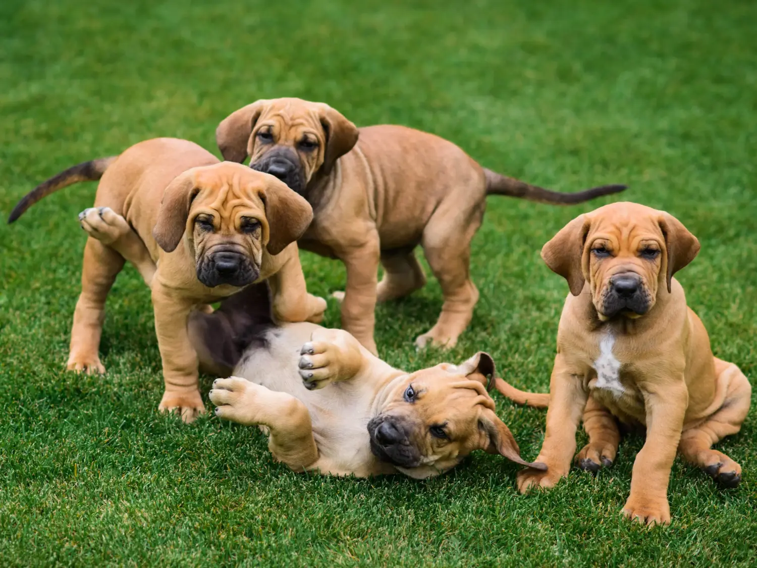 Acheter un chiot Fila Brasileiro, c'est prendre ses responsabilités ! Acheter des chiots Fila Brasileiro.