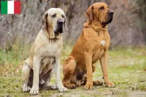 Lire la suite à propos de l’article Éleveurs de Fila Brasileiro et chiots en Italie