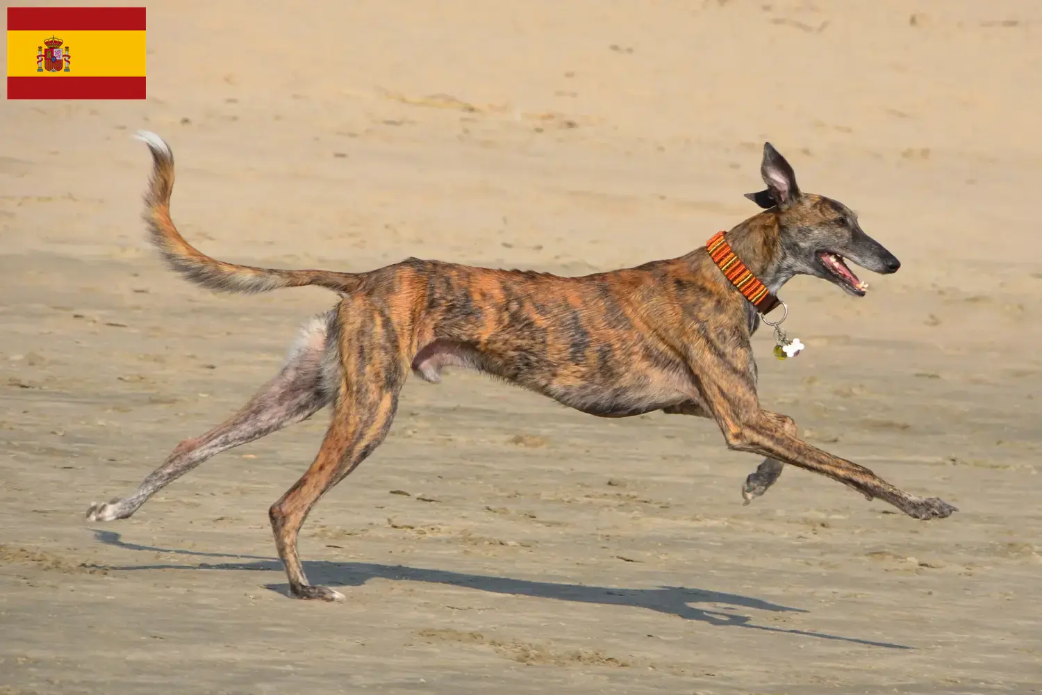 Galgo Espanol chiots et éleveurs Espagne Ici, tu trouveras des éleveurs de Galgo Espanols en Espagne.