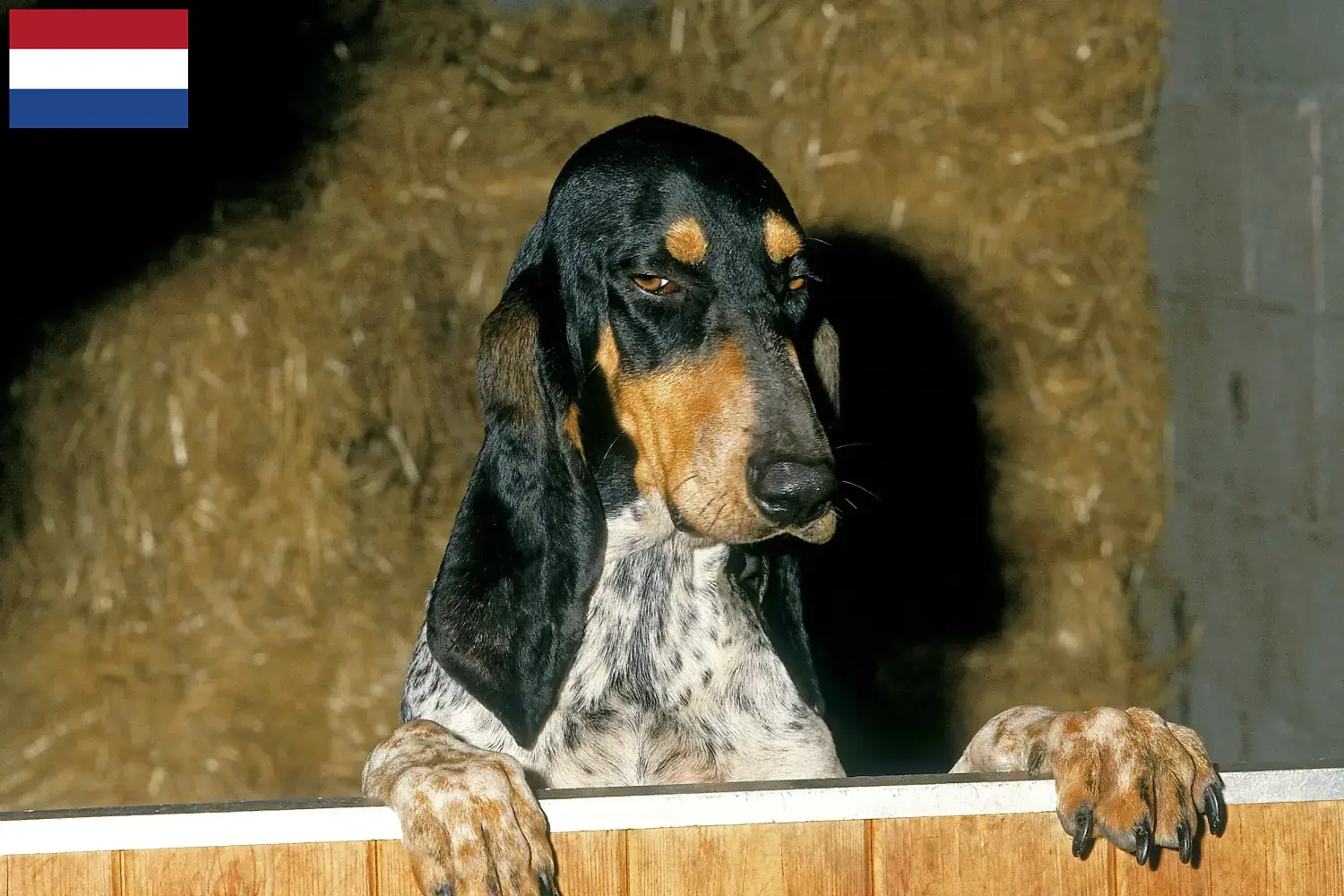 Gascon Saintongeois chiots et éleveurs Pays-Bas Ici vous trouverez des éleveurs de Gascon Saintongeois aux Pays-Bas.