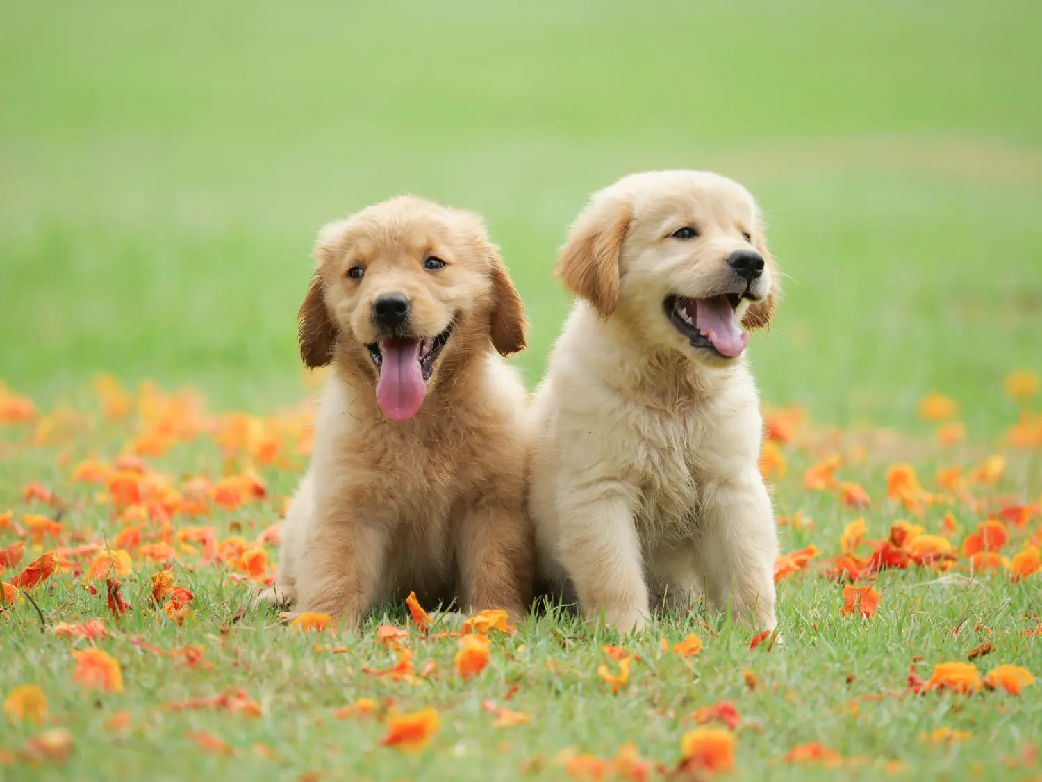 Acheter un chiot Golden Retriever, c'est prendre ses responsabilités ! Acheter un chiot Golden Retriever.