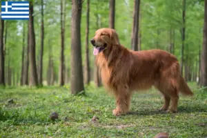 Lire la suite à propos de l’article Golden Retriever éleveurs et chiots en Grèce
