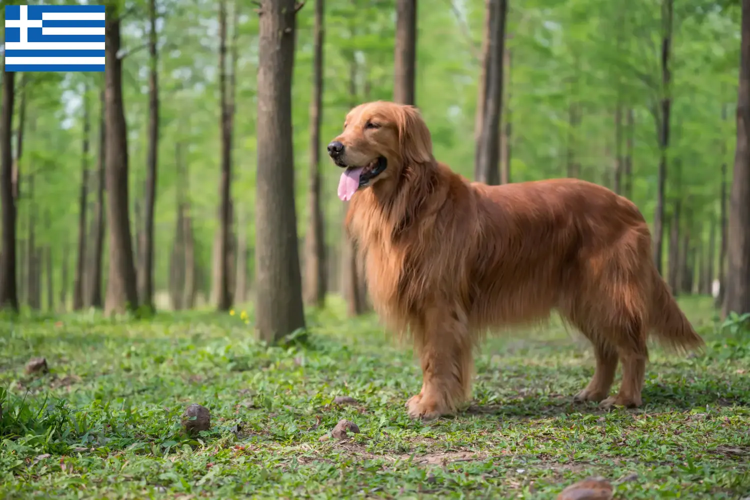 Golden Retriever chiots et éleveurs Grèce Ici, tu trouveras des éleveurs de Golden Retrievers en Grèce.