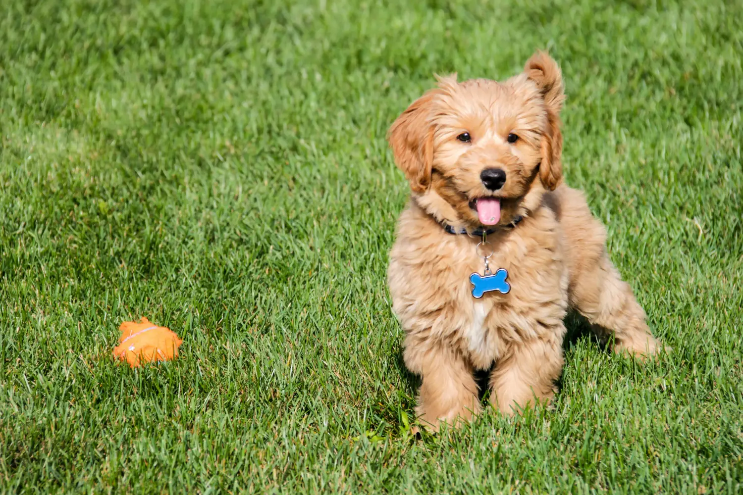 Acheter un chiot Goldendoodle, c'est prendre ses responsabilités ! Acheter des chiots Goldendoodle.