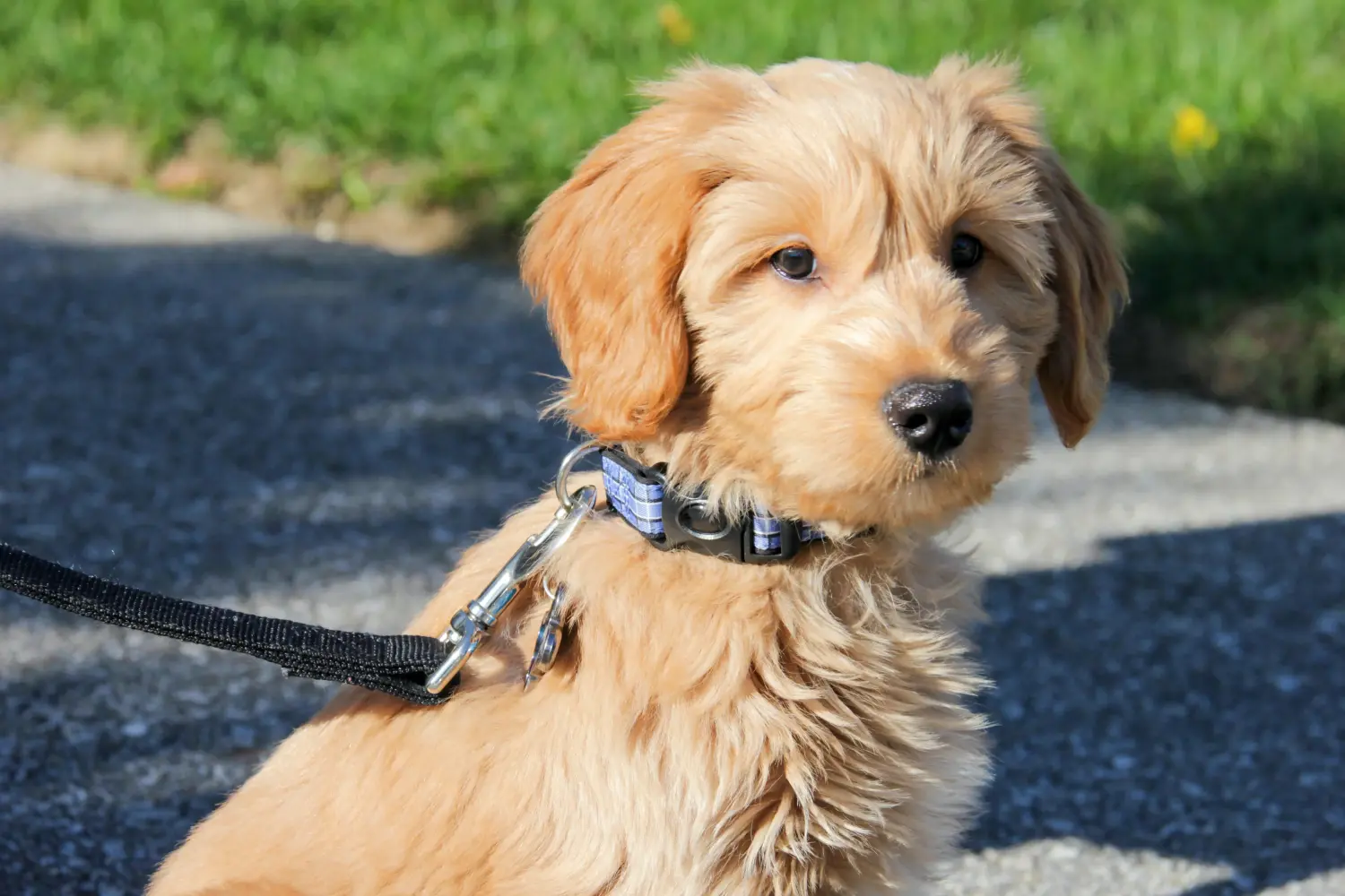Acheter un chiot Goldendoodle, c'est prendre ses responsabilités ! Acheter des chiots Goldendoodle.