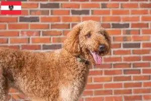 Lire la suite à propos de l’article Goldendoodle éleveurs et chiots en Autriche