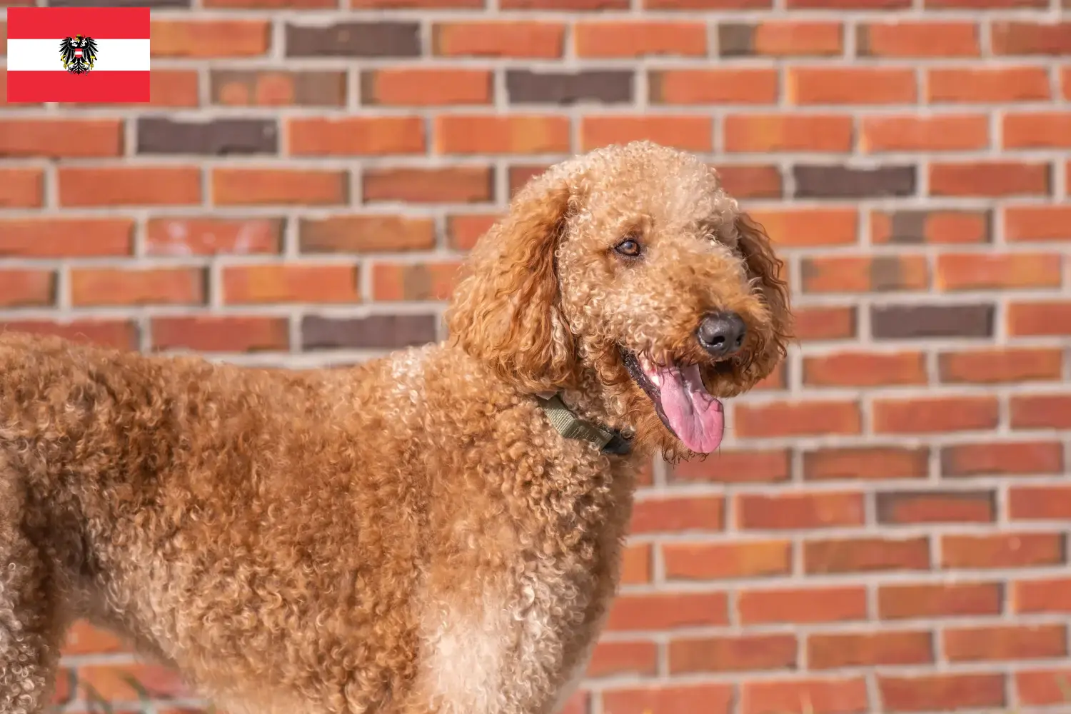 Goldendoodle chiots et éleveurs Autriche Ici tu peux trouver des éleveurs de Goldendoodles en Autriche.